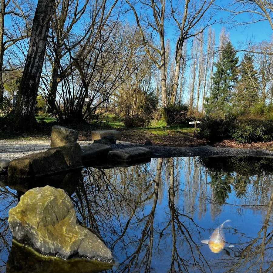 Bassin miroir et koï, poissons et jardin japonais