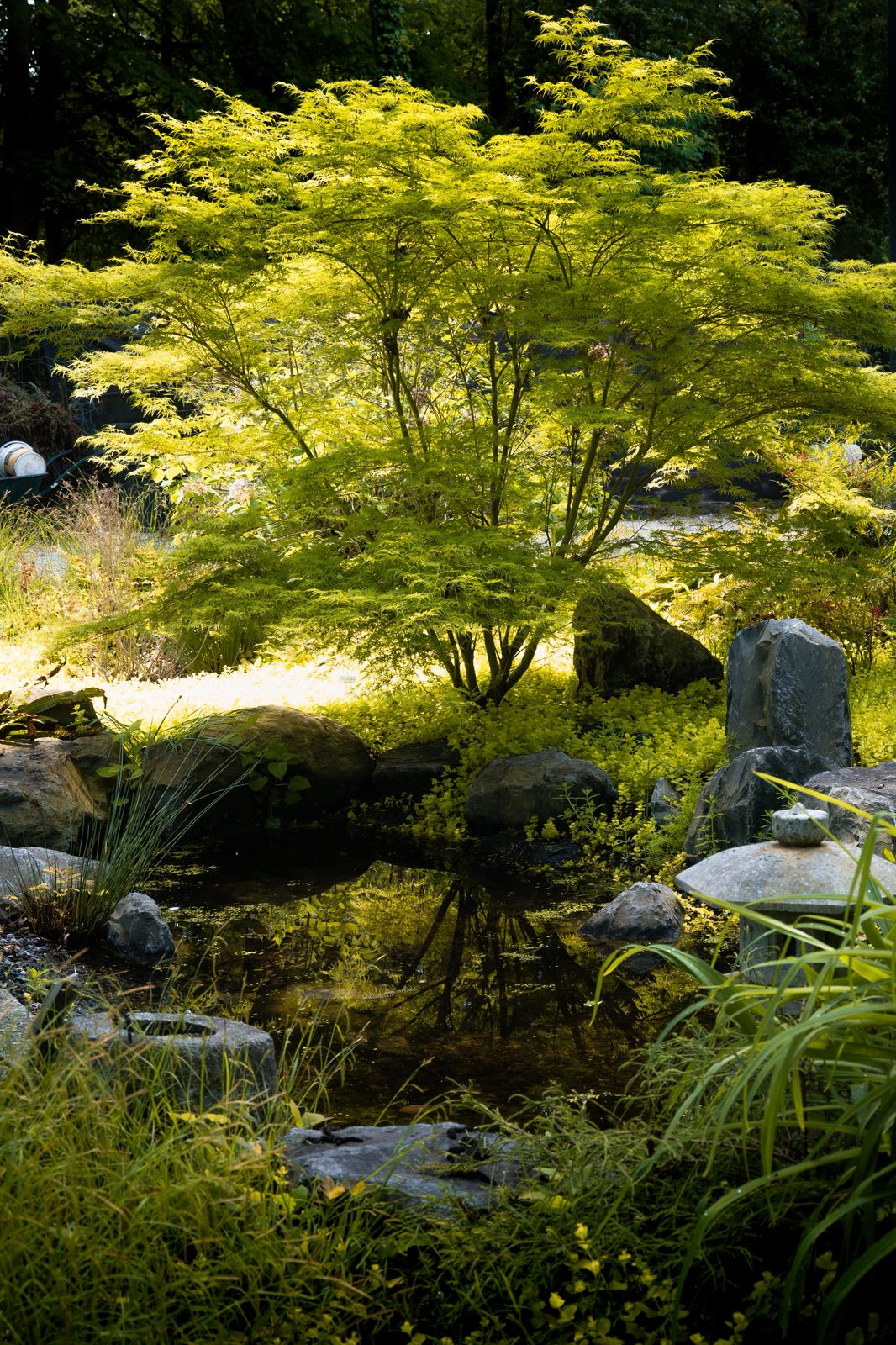 érable dans le jardin japonais