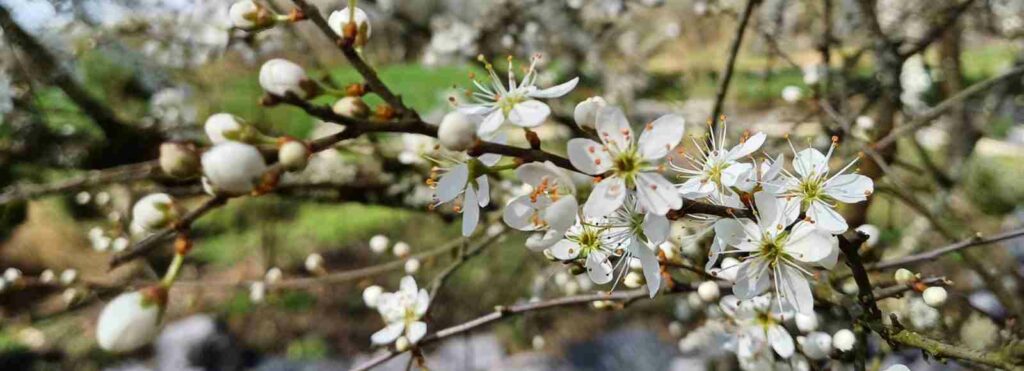 prunelier dans un jardin japonais