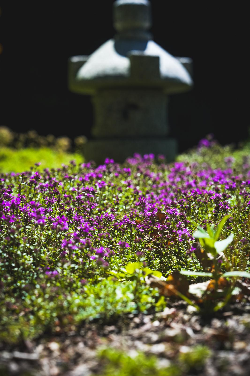 Thym aux jardins japonais